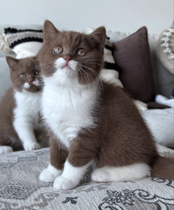 Котята Британские Короткошерстные
