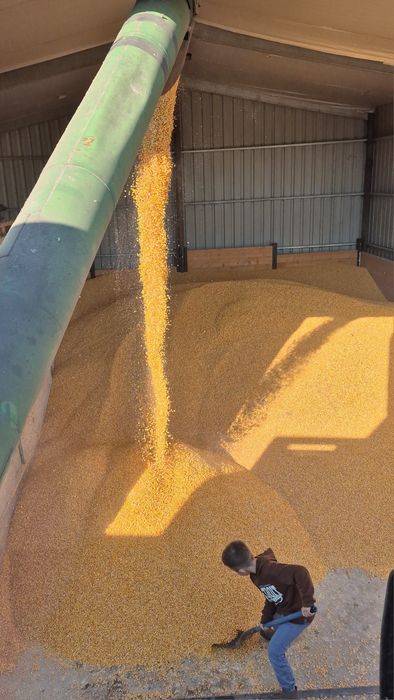 Vand Porumb recolta 2025