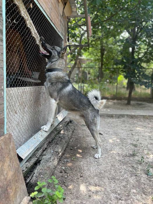 Западно-сибирская лайка
