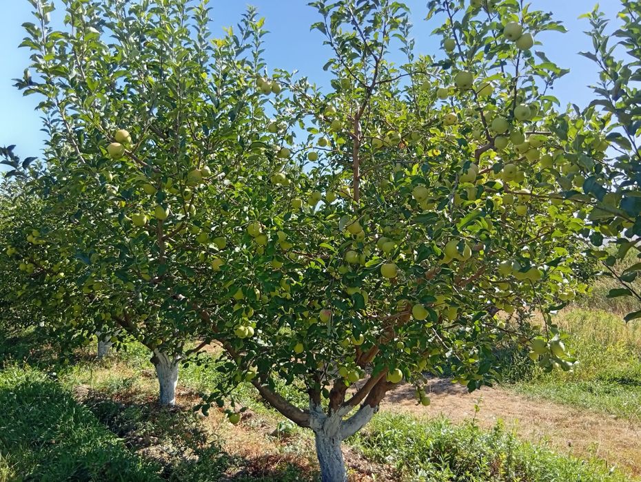 Яблоневый сад - готовый бизнес