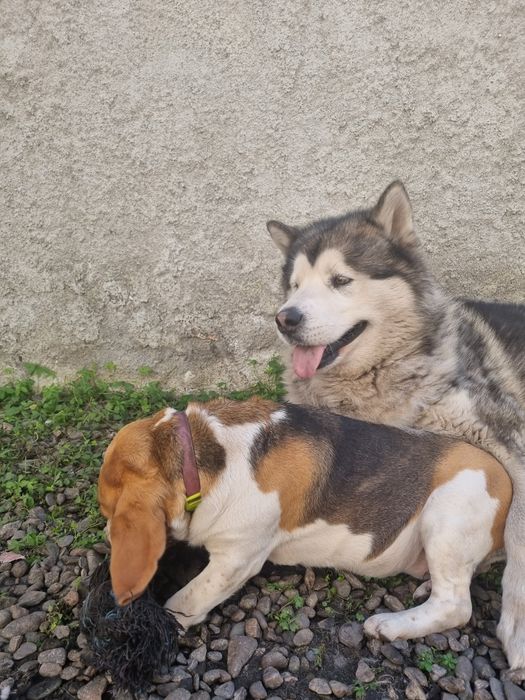 Adoptie Malamut de Alaska