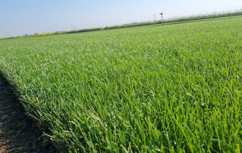 Gazon Rulou Verde Intens – Lucrare Durabilă, Fără Bătăi de Cap