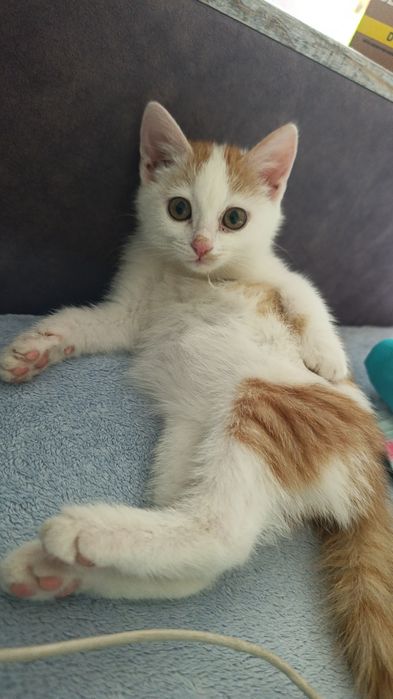 Отдам котенка в хорошие руки