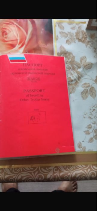 Продам жыребца орловца