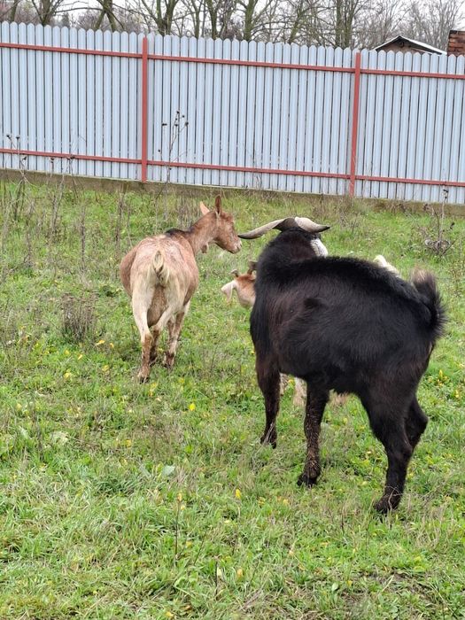 Tap anglonubian  tanar