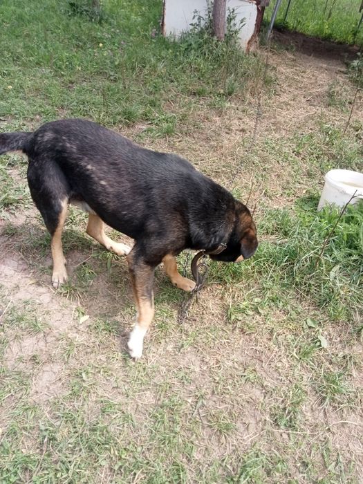 Dau gratuit câine  și o  cățelușa