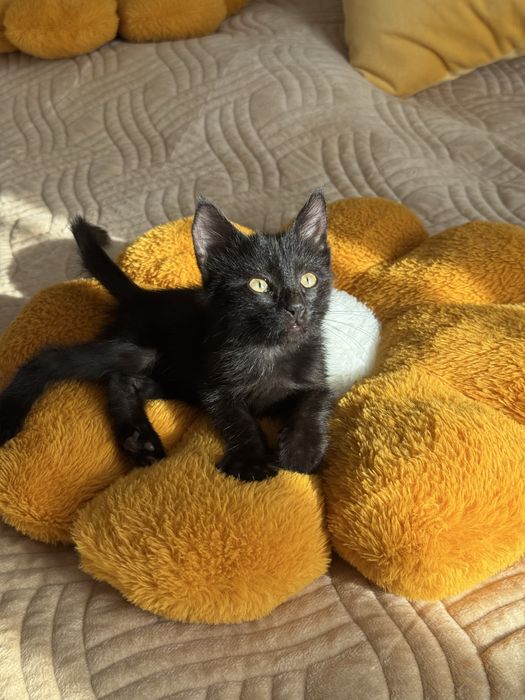 Котенок 1,5 месяца мальчик