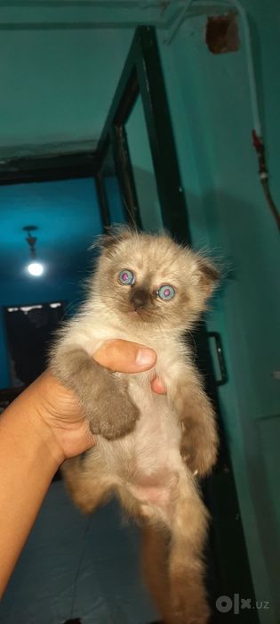 Вислоухие котята