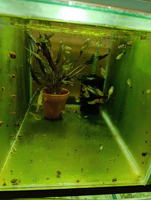 Plante,pești,acvariu,gradina cu pesti