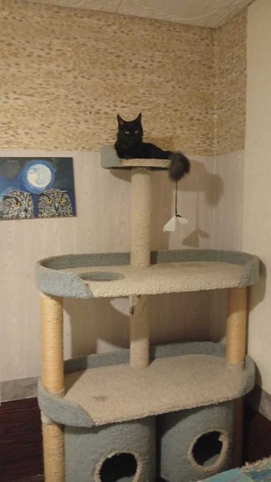 Мей Кун кошка , срочно продается