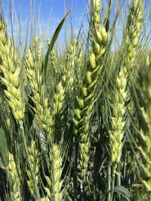 Grau samanta ABUND si BIHARIA C1