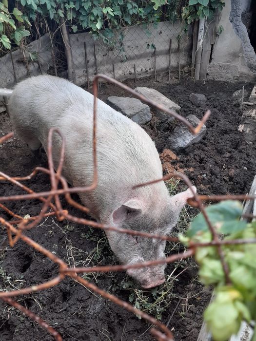 Продам хряка производителя