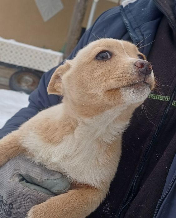 Donez caini metiși pechinez