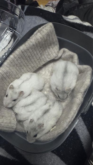 Vand hamsteri pitici!