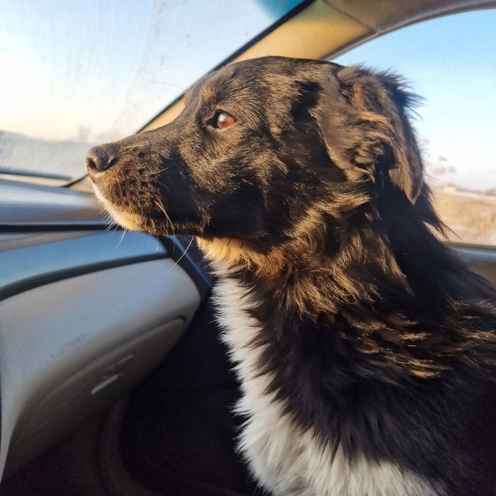 Щенок из приюта Хвостатый рай