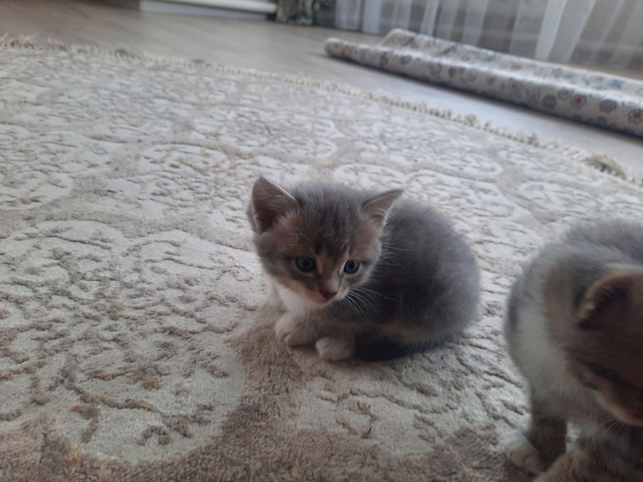 Котята в добрые руки!