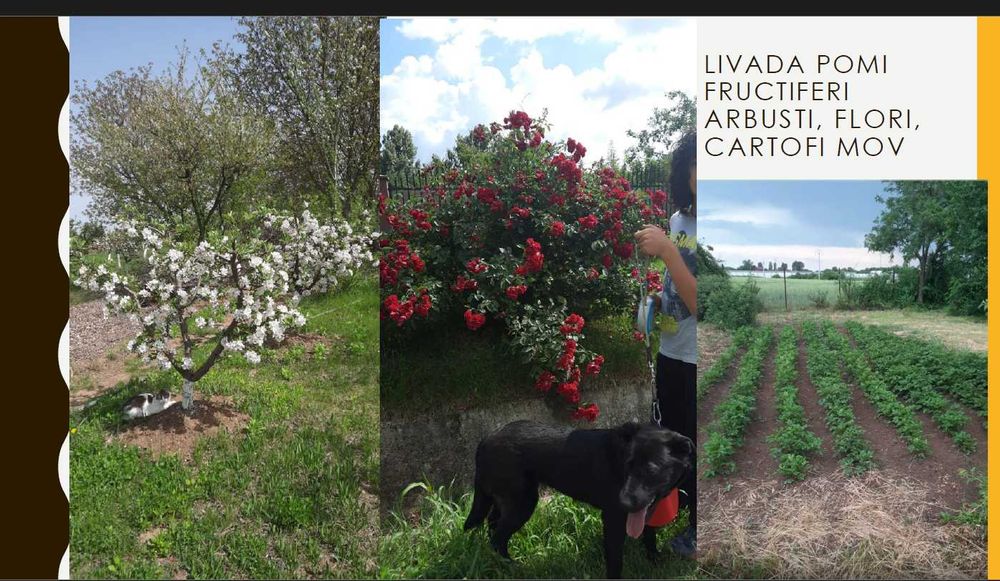Vila cu FERMA PERMACULTURA livada, beci, solar 20min Bucuresti