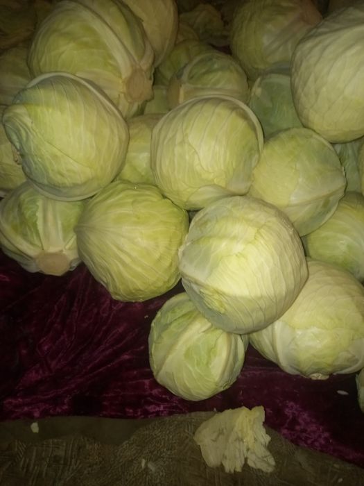 Продам капусту оптом