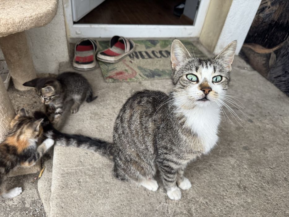 Подарявам котенца