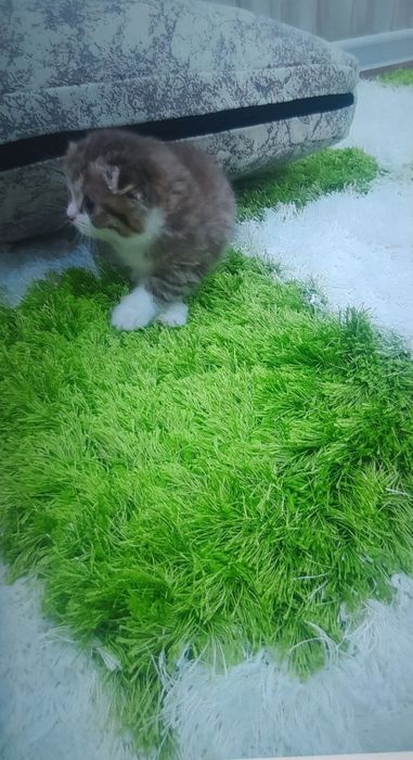 Британские котята