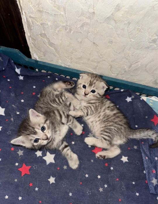 шотландские вимлоухие и прямоухие котята