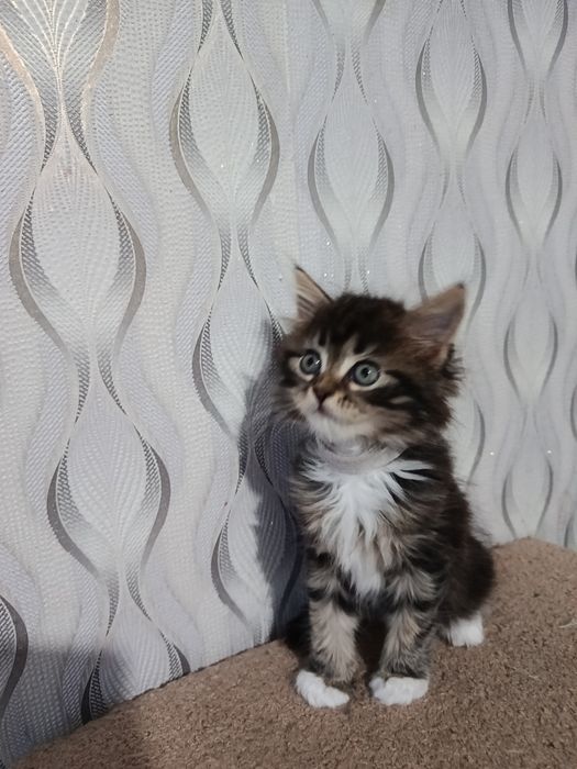 Котята   Мей Кун