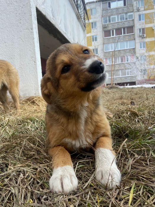 Волчок и Малышка