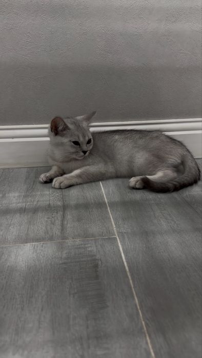 Котенок вислоухий Скотиш фолд