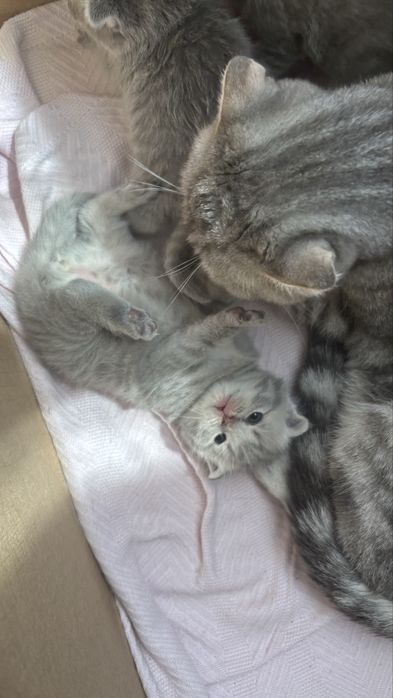 Котята породистые