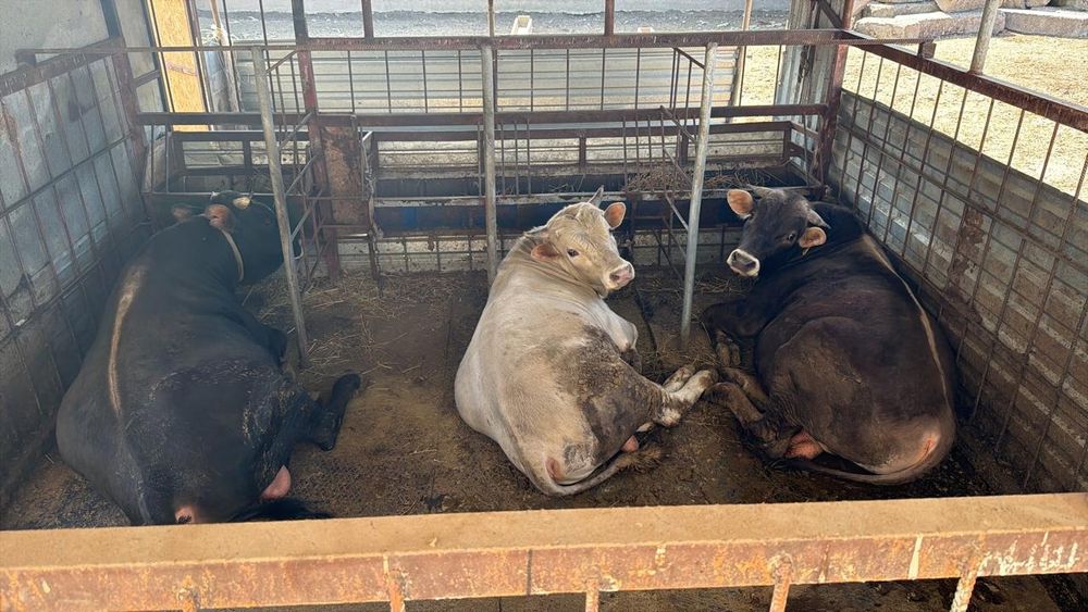 Продам быков откормленых