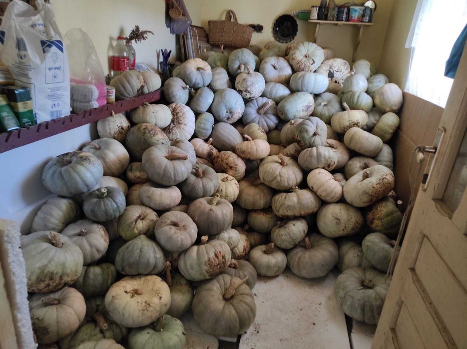 Vând dovleci plăcintari și turcești