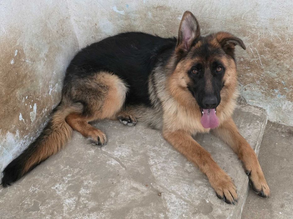 Ciobănesc German cu Pedigree