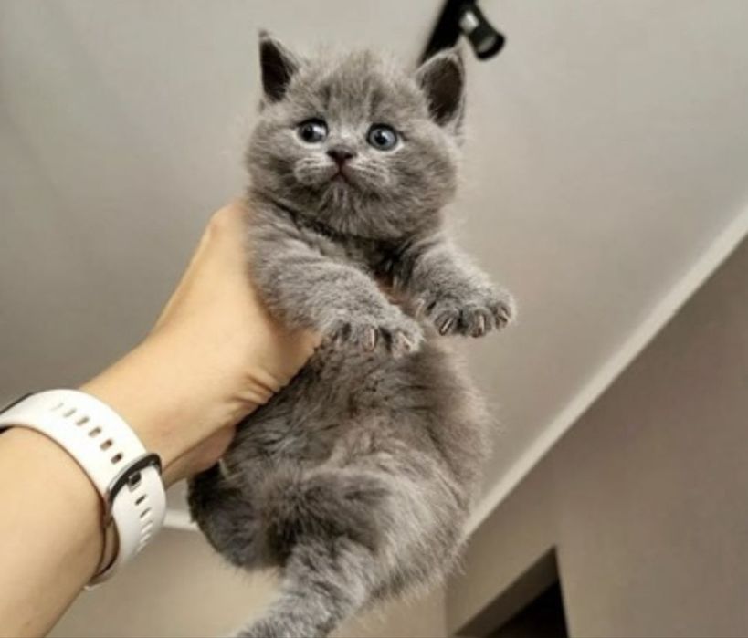 Британские котята