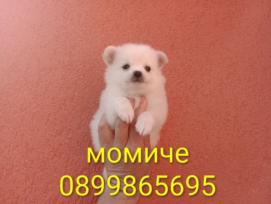 Мини Шпиц - Померан.
Мъжки и женски кученца.