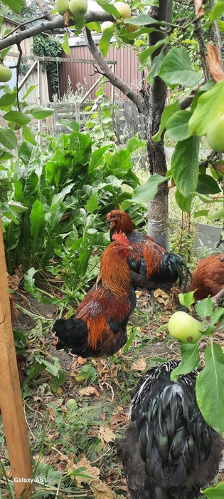 Продам  полугодовалых петухов.ов