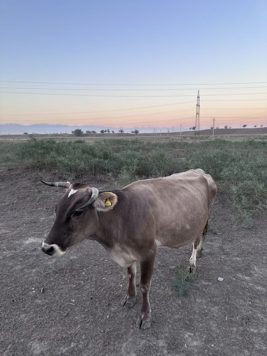 Корова дойная на продажу