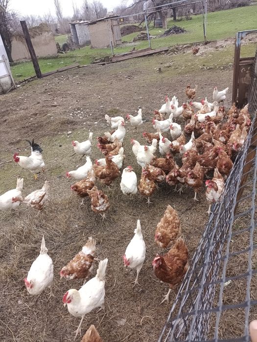 Сатлады 11 12 аилык