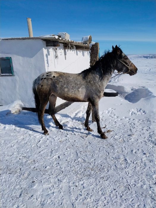Дунен Бай шубар 4 года.