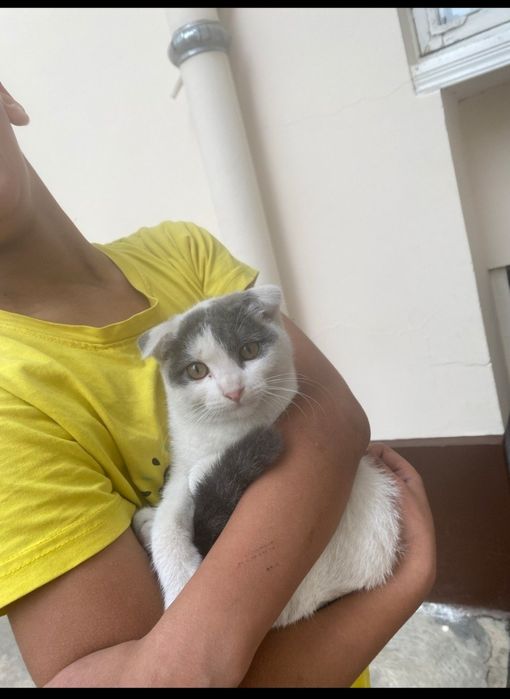 Кошка пародистаеа