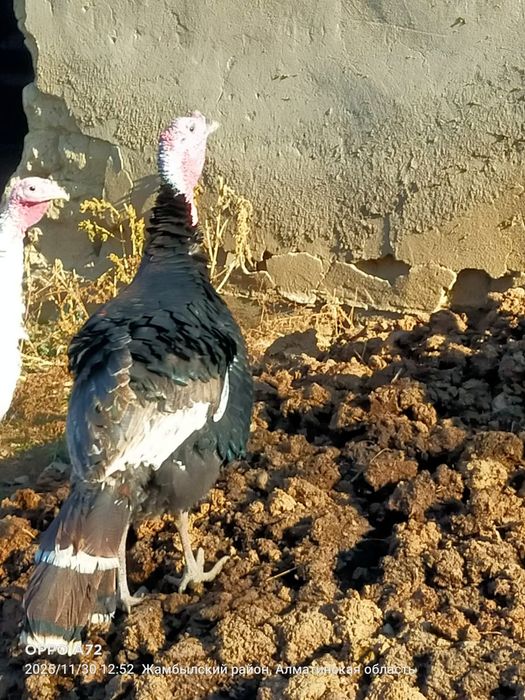 Табиғи жем жеп тұрған Үндіктер,