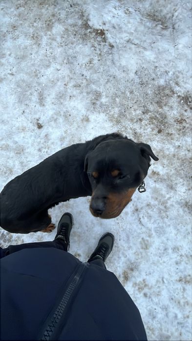 Продам  собак Ротвейлер