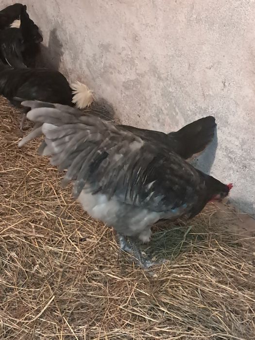 Australorp cocos