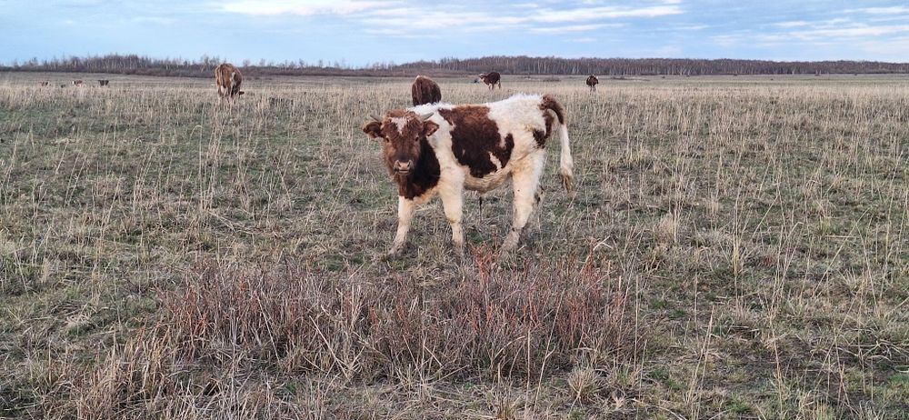 Подсос бұқа сатылады.