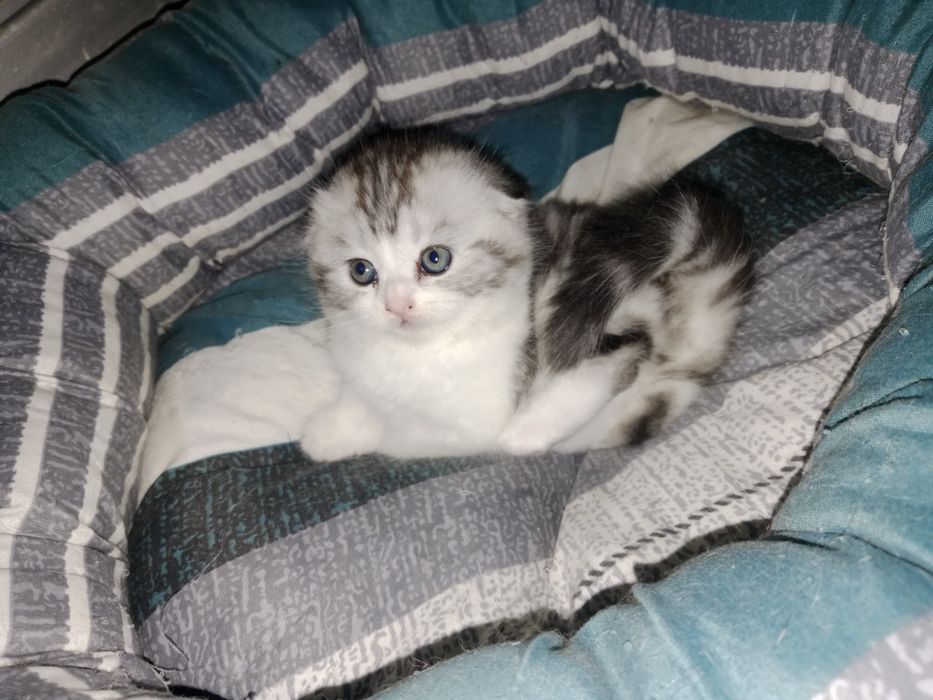 Серебристый мрамор биколорная девочка 3 Мес