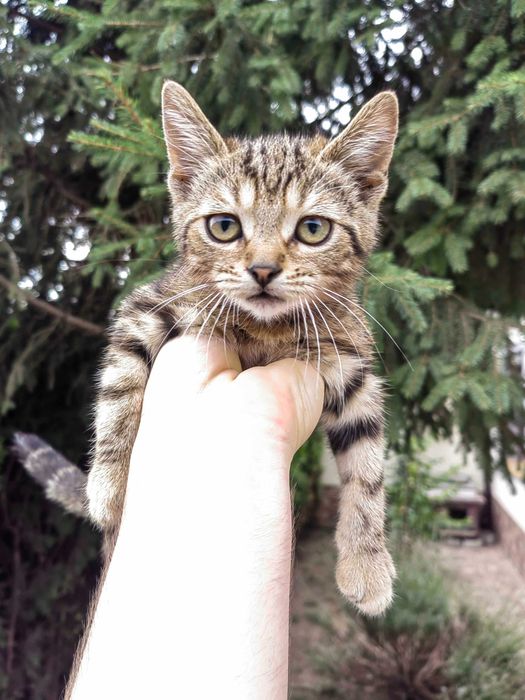 Dau spre adoptie 3 pui de pisica varsta 2 luni