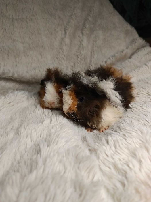 Морски свинчета альпако и зайчета