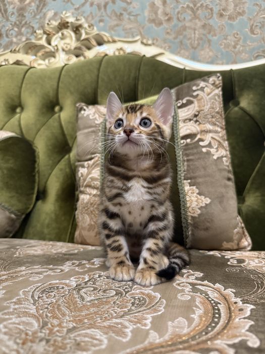 Бенгальский красивый котенок