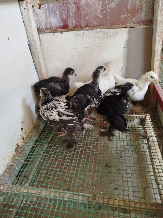 Жужалар сотилади