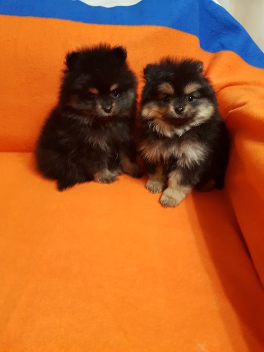 Померан померанчета