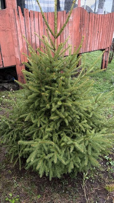 Продам елка ёлка